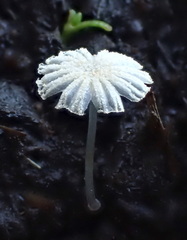 Coprinopsis ephemeroides