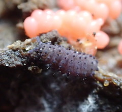 Morulina multatuberculata