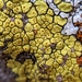 Yellow Cobblestone Lichen - Photo no rights reserved, uploaded by Alex Heyman