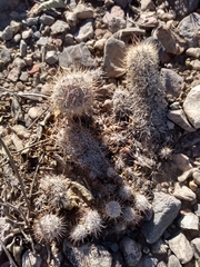 Mammillaria pottsii