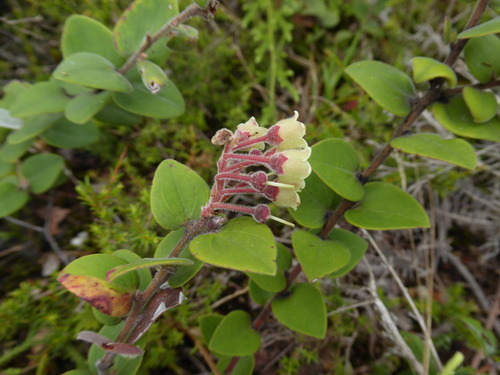 Vaccinium molle observed 2024-11-08