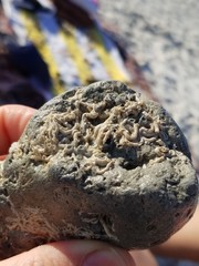 Vermetoidea