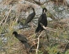 Phalacrocorax fuscicollis