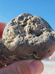 Vermetoidea
