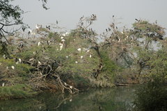 Phalacrocorax fuscicollis
