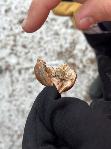 Unknown species found near Lake County, MN, USA
