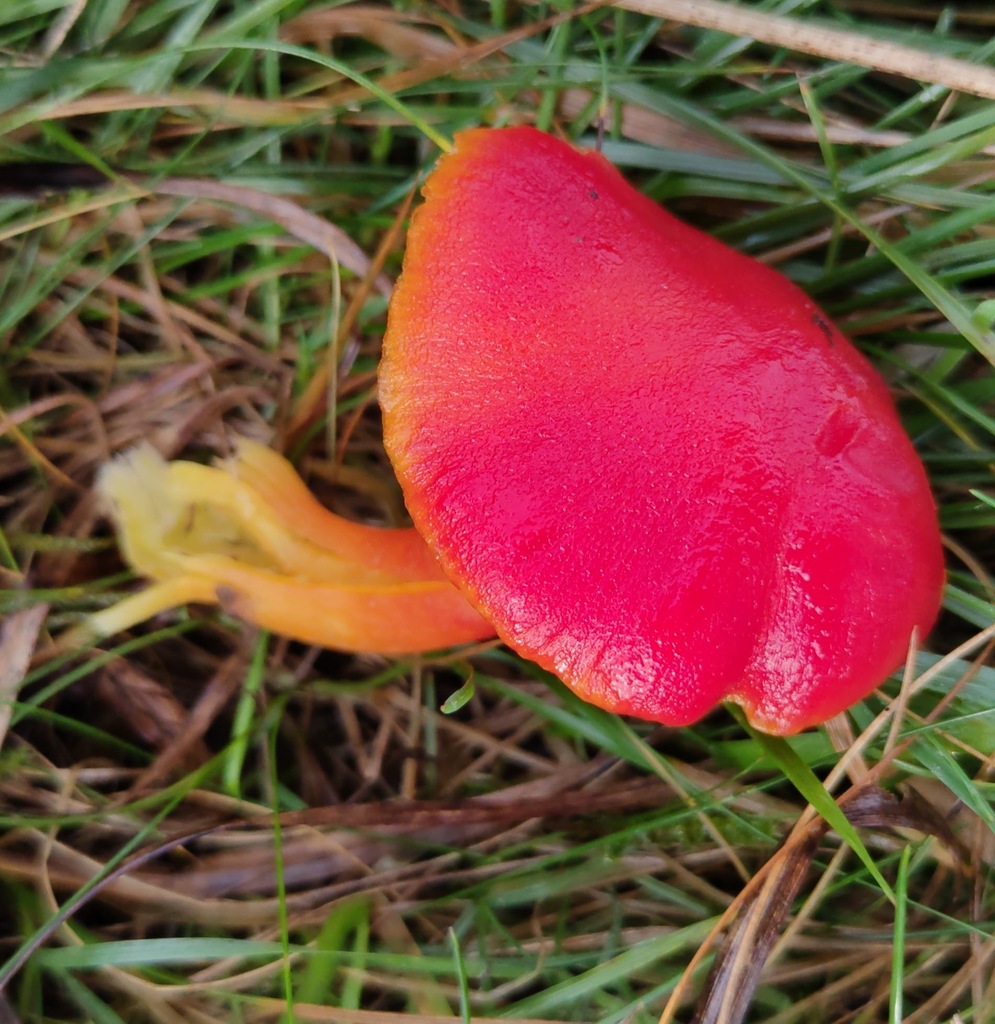 Hygrocybe coccinea · November 2025 · photo: © ben_deed (iNaturalist, cc0)