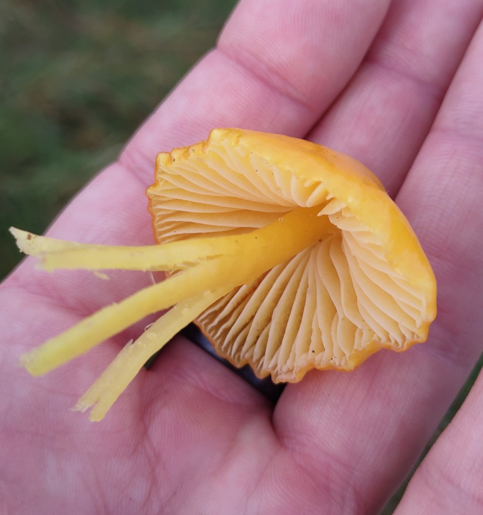 Hygrocybe chlorophana · November 2025 · photo: © ben_deed (iNaturalist, cc0)
