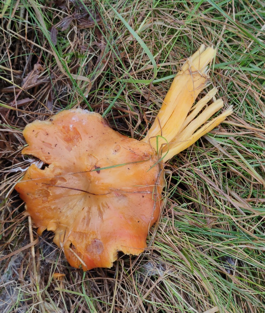 Hygrocybe punicea · November 2025 · photo: © ben_deed (iNaturalist, cc0)