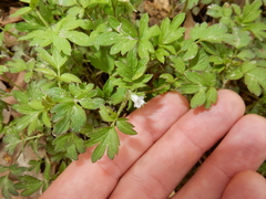 Phacelia ranunculacea