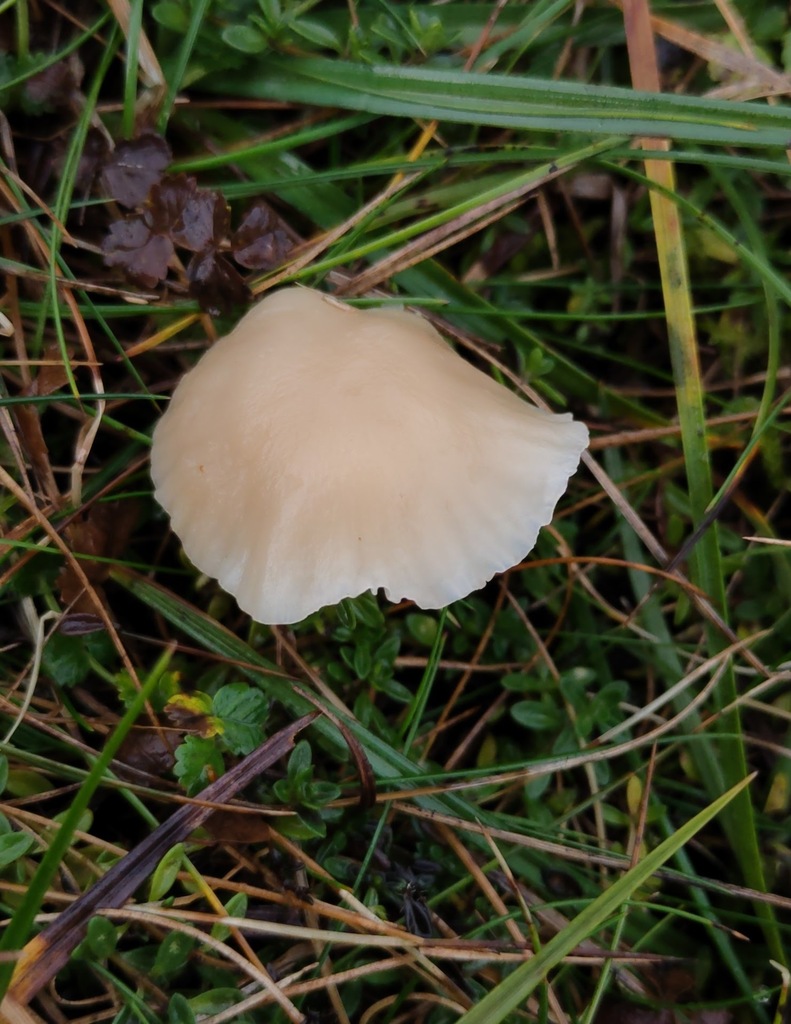 Cuphophyllus virgineus · November 2025 · photo: © ben_deed (iNaturalist, cc0)