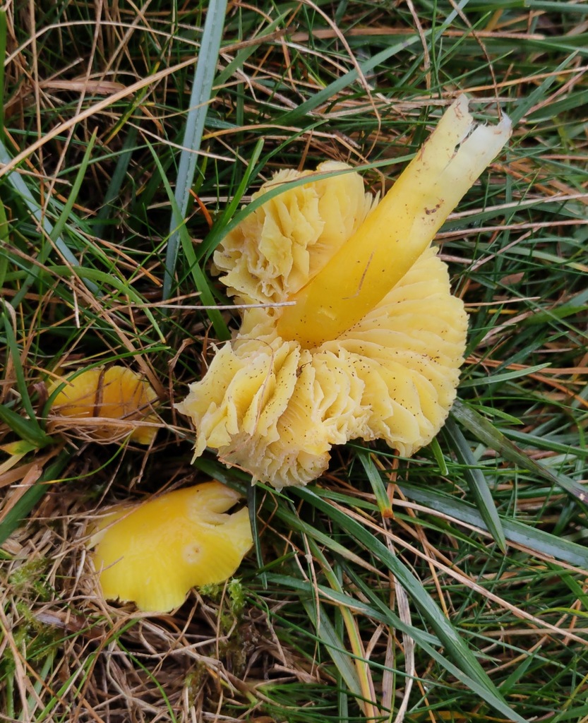 Hygrocybe chlorophana · November 2025 · photo: © ben_deed (iNaturalist, cc0)
