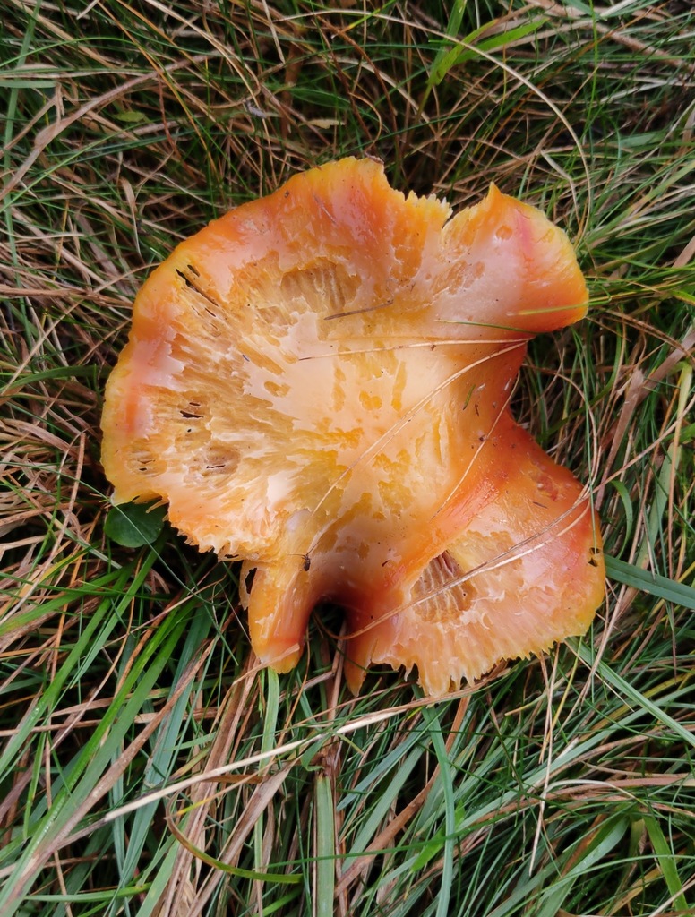 Hygrocybe punicea · November 2025 · photo: © ben_deed (iNaturalist, cc0)