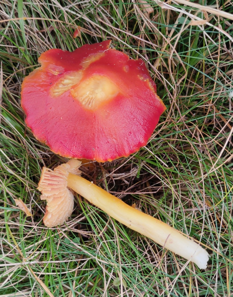 Hygrocybe coccinea