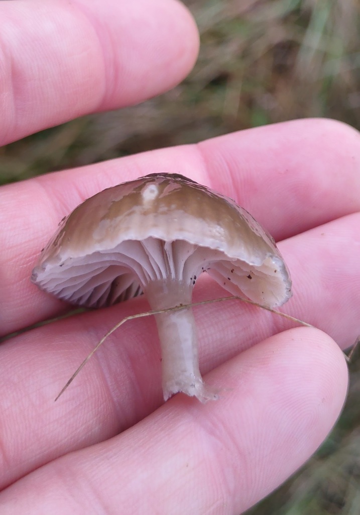 Gliophorus irrigatus · November 2025 · photo: © ben_deed (iNaturalist, cc0)