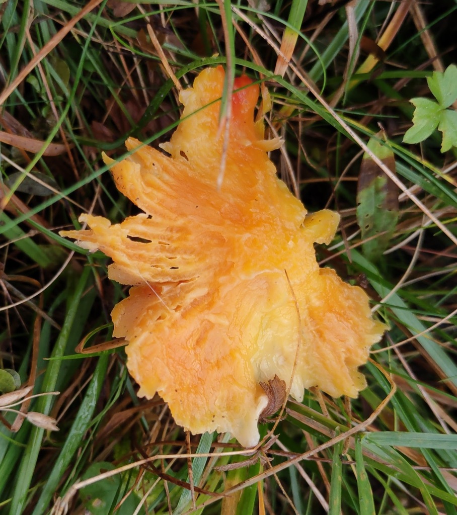 Hygrocybe quieta · November 2025 · photo: © ben_deed (iNaturalist, cc0)