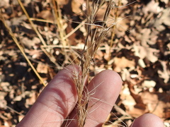 Aristida lanosa