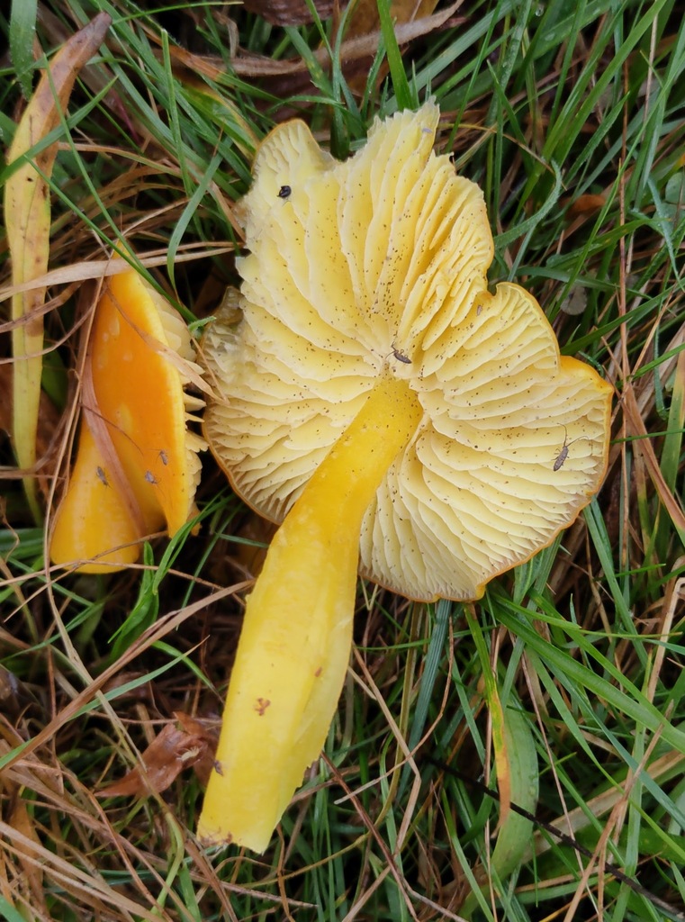 Hygrocybe chlorophana · November 2025 · photo: © ben_deed (iNaturalist, cc0)
