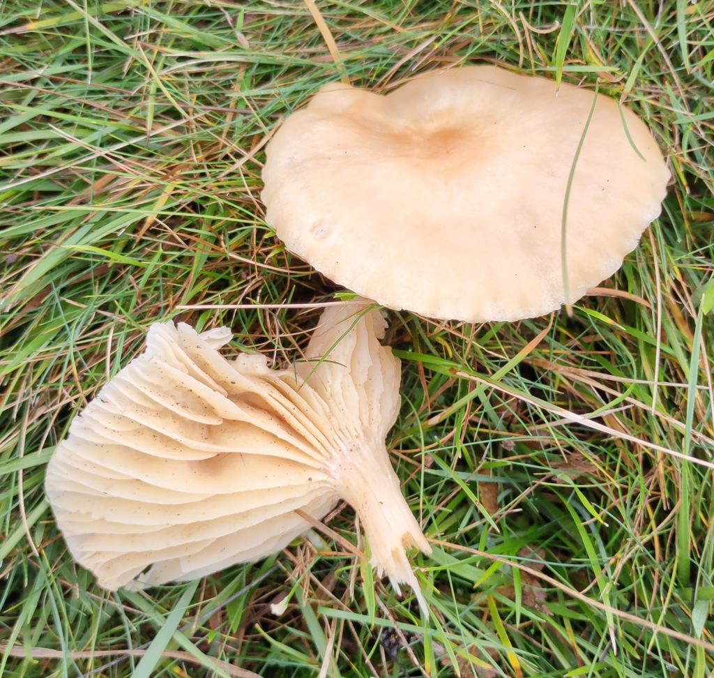 Cuphophyllus pratensis