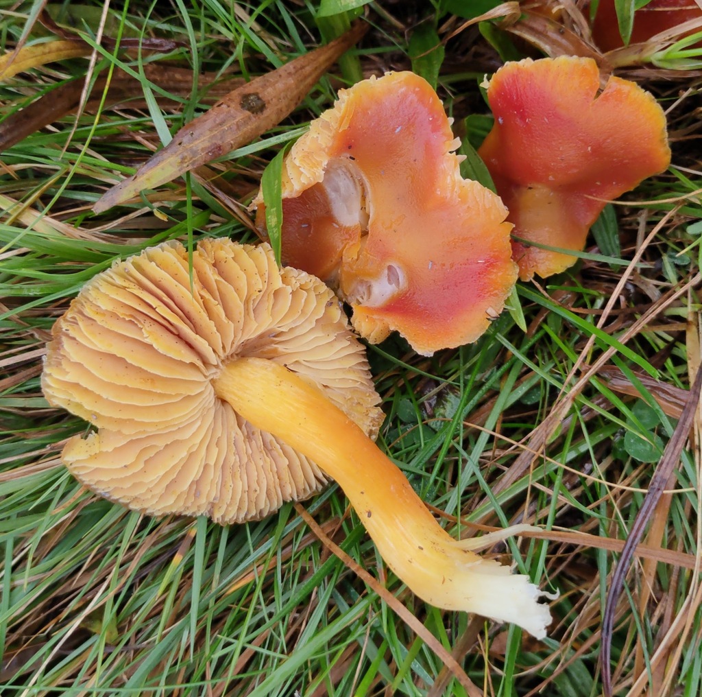 Hygrocybe punicea · November 2025 · photo: © ben_deed (iNaturalist, cc0)