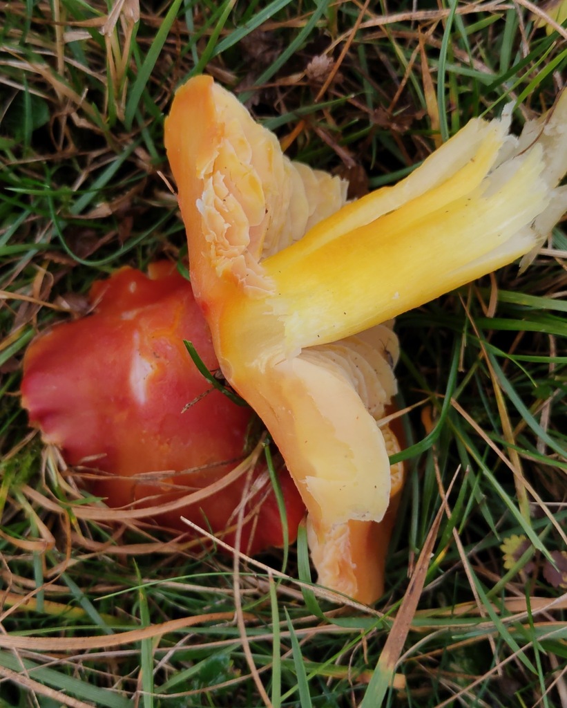 Hygrocybe punicea · November 2025 · photo: © ben_deed (iNaturalist, cc0)