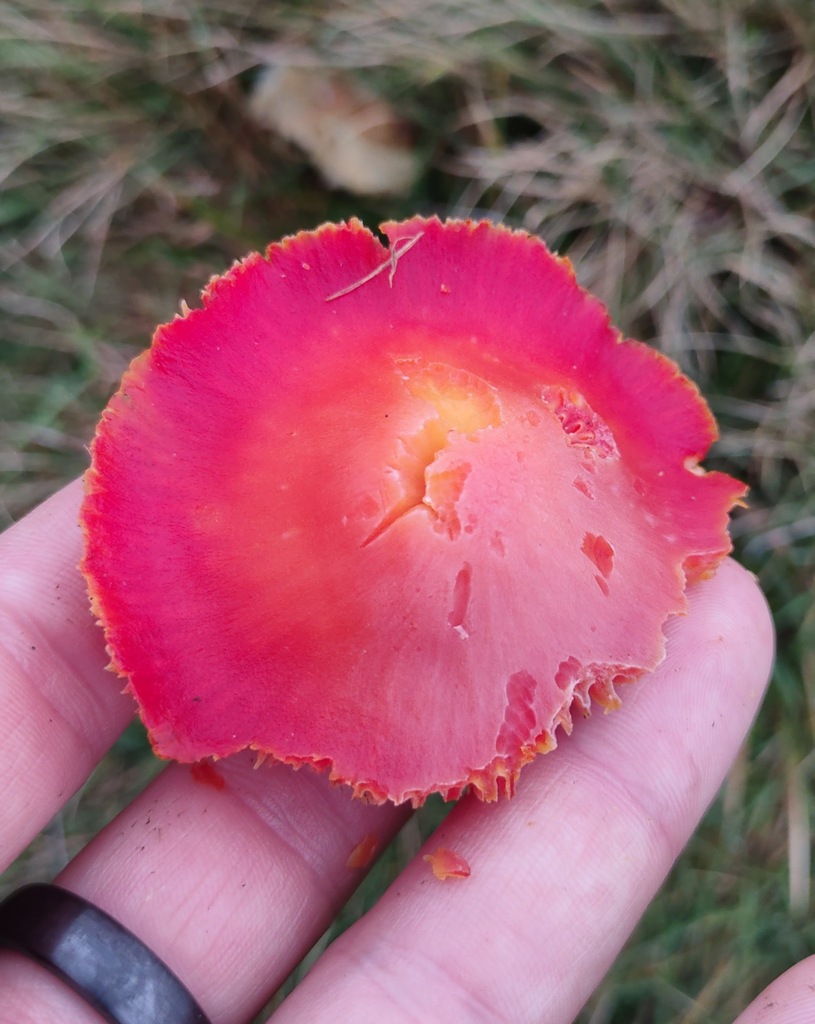Hygrocybe coccinea · November 2025 · photo: © ben_deed (iNaturalist, cc0)