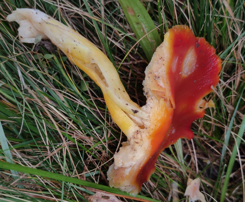 Hygrocybe punicea · November 2025 · photo: © ben_deed (iNaturalist, cc0)