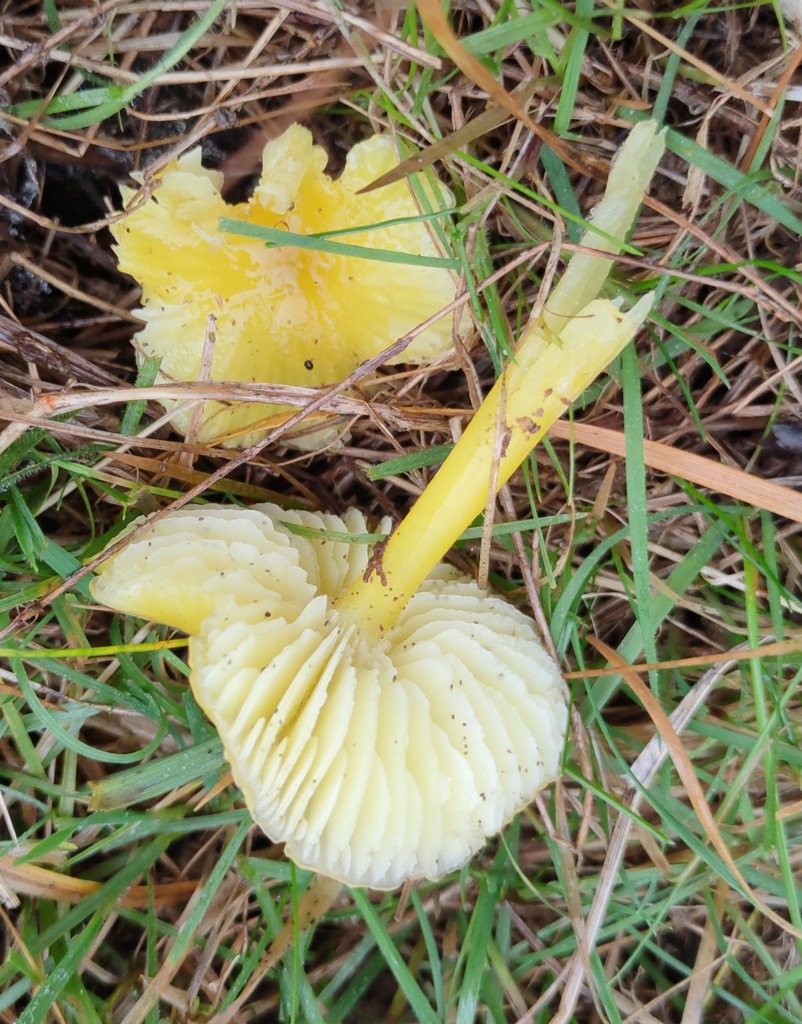 Hygrocybe chlorophana · November 2025 · photo: © ben_deed (iNaturalist, cc0)