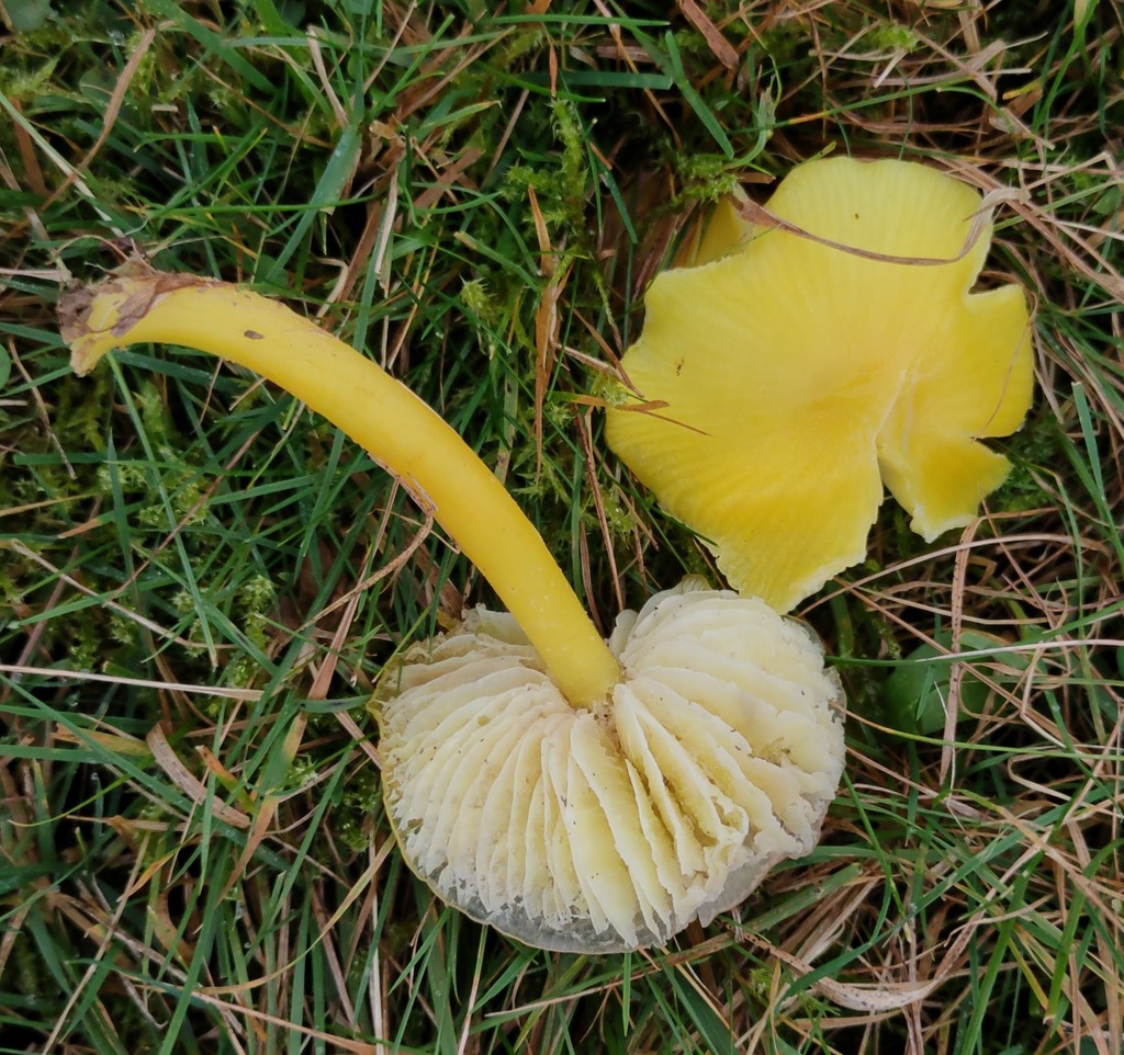 Hygrocybe chlorophana · November 2025 · photo: © ben_deed (iNaturalist, cc0)
