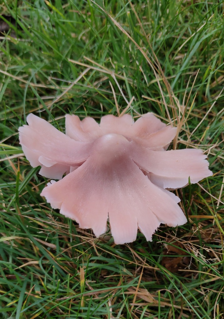 Porpolomopsis calyptriformis · November 2025 · photo: © ben_deed (iNaturalist, cc0)