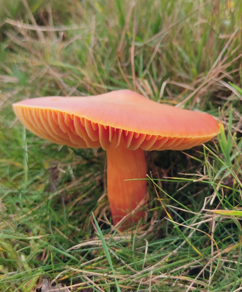 Hygrocybe punicea · November 2025 · photo: © ben_deed (iNaturalist, cc0)