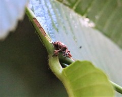 Sternuchopsis clausus