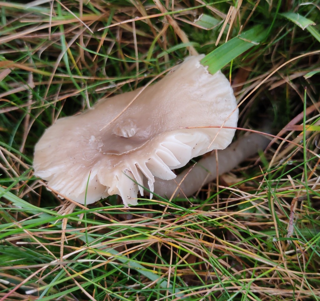 Gliophorus irrigatus · November 2025 · photo: © ben_deed (iNaturalist, cc0)