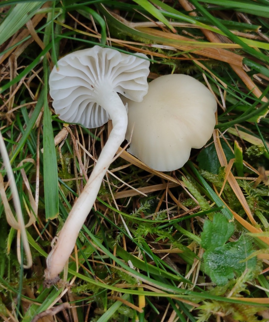 Cuphophyllus russocoriaceus · November 2025 · photo: © ben_deed (iNaturalist, cc0)