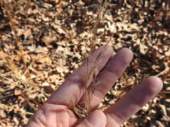 Aristida lanosa