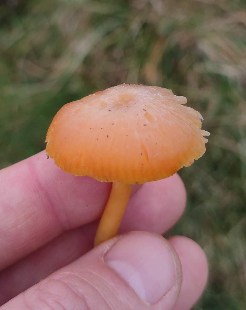 Hygrocybe reidii · November 2025 · photo: © ben_deed (iNaturalist, cc0)