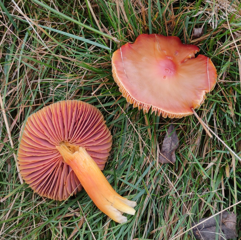 Hygrocybe punicea · November 2025 · photo: © ben_deed (iNaturalist, cc0)