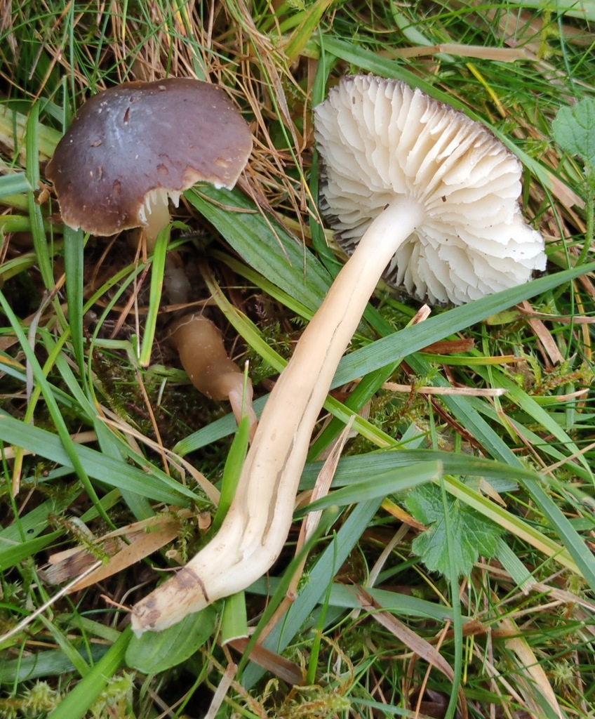 Neohygrocybe nitrata · November 2025 · photo: © ben_deed (iNaturalist, cc0)