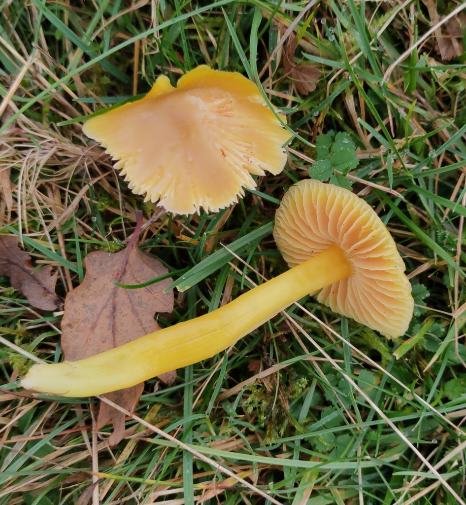 Hygrocybe quieta · November 2025 · photo: © ben_deed (iNaturalist, cc0)
