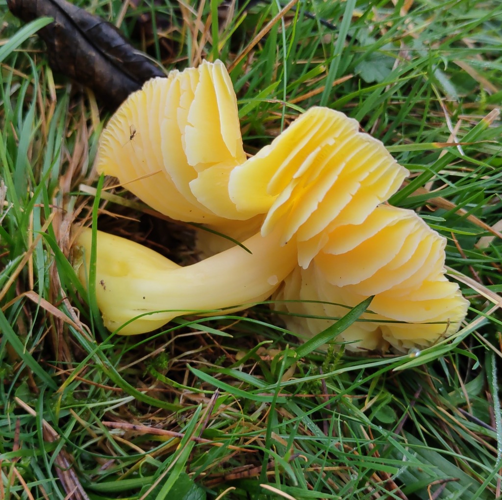 Hygrocybe aurantiosplendens