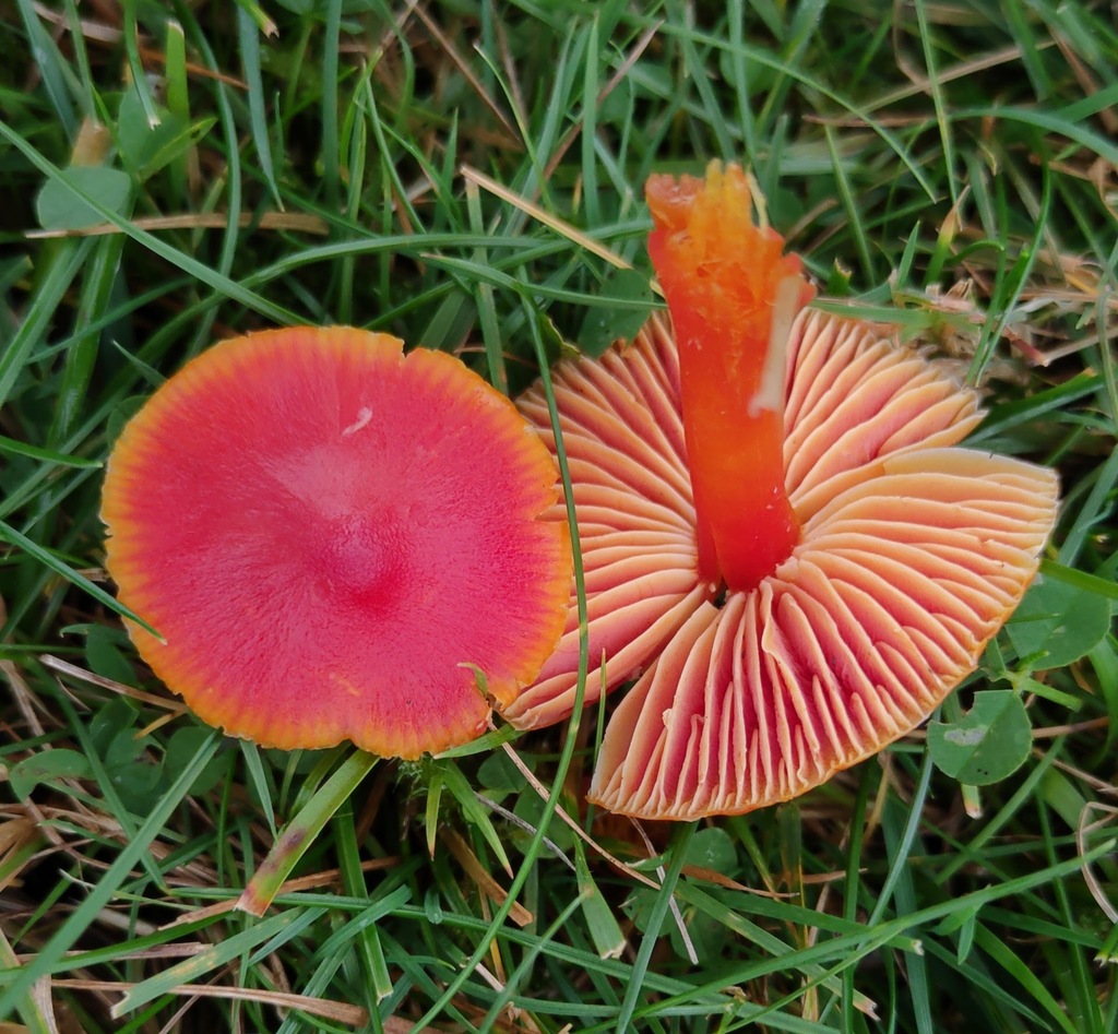 Hygrocybe coccinea · November 2025 · photo: © ben_deed (iNaturalist, cc0)