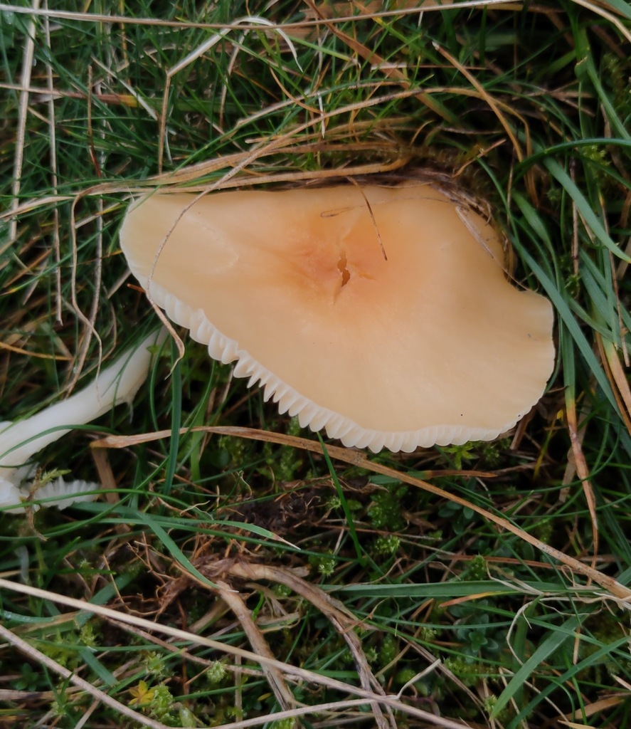 Cuphophyllus pratensis · November 2025 · photo: © ben_deed (iNaturalist, cc0)