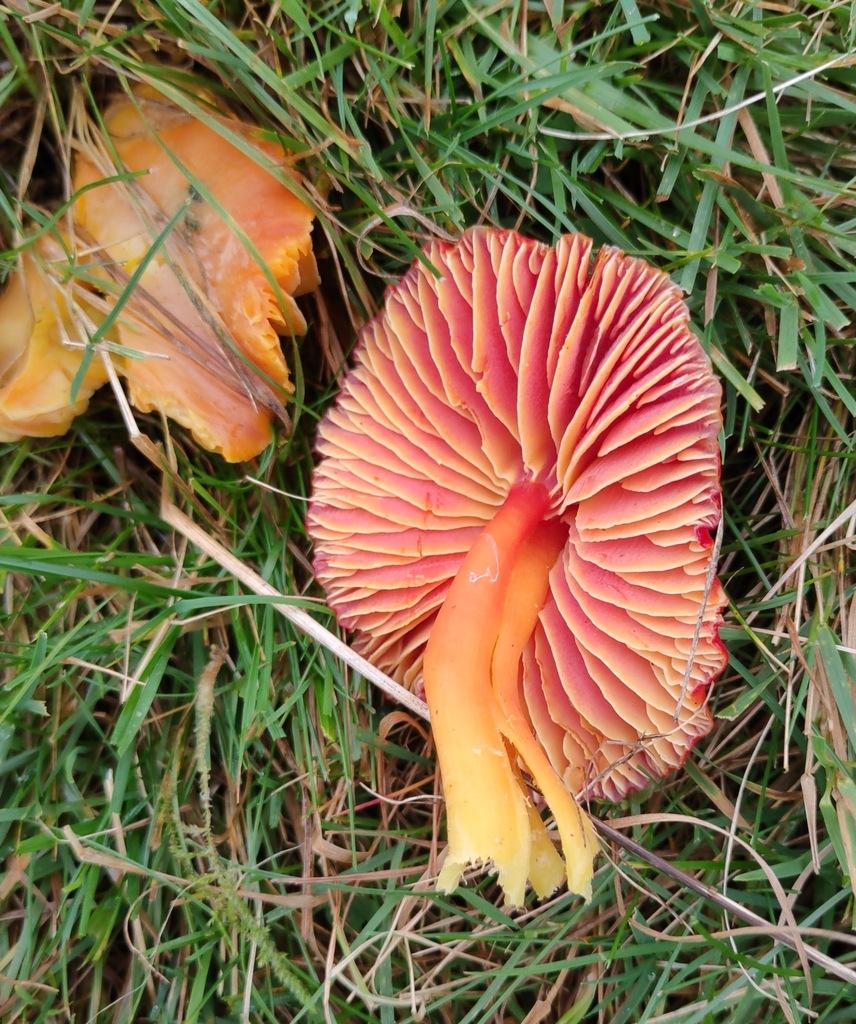 Hygrocybe coccinea · November 2025 · photo: © ben_deed (iNaturalist, cc0)
