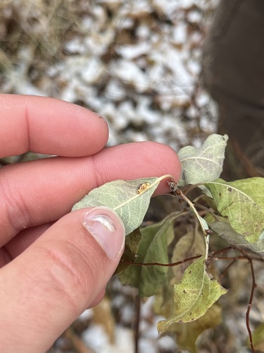 Unknown species found near Lake County, MN, USA