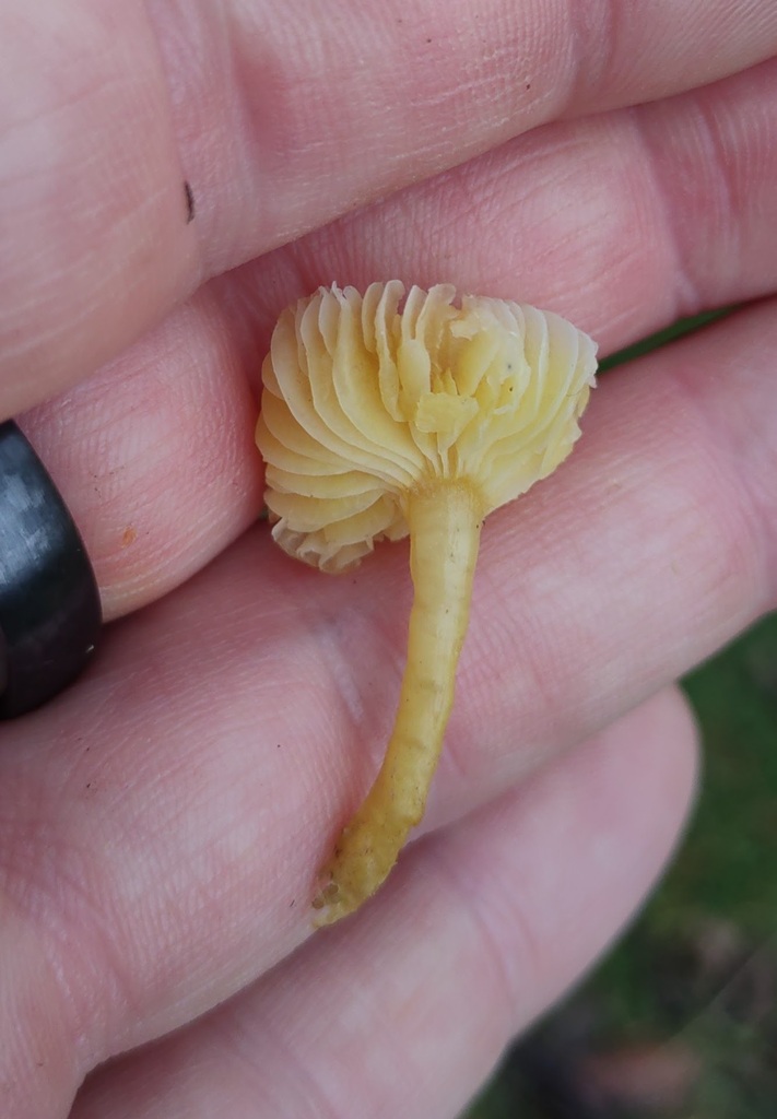 Hygrocybe ceracea · November 2025 · photo: © ben_deed (iNaturalist, cc0)