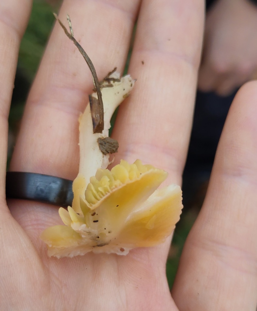 Gliophorus psittacinus · November 2025 · photo: © ben_deed (iNaturalist, cc0)