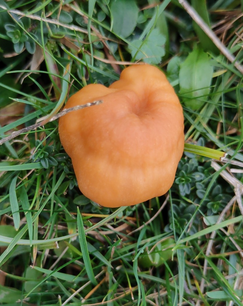Cuphophyllus pratensis · November 2025 · photo: © ben_deed (iNaturalist, cc0)