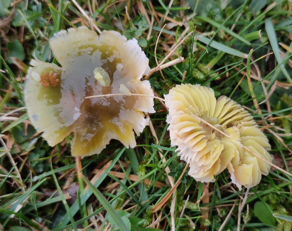 Gliophorus psittacinus · November 2025 · photo: © ben_deed (iNaturalist, cc0)