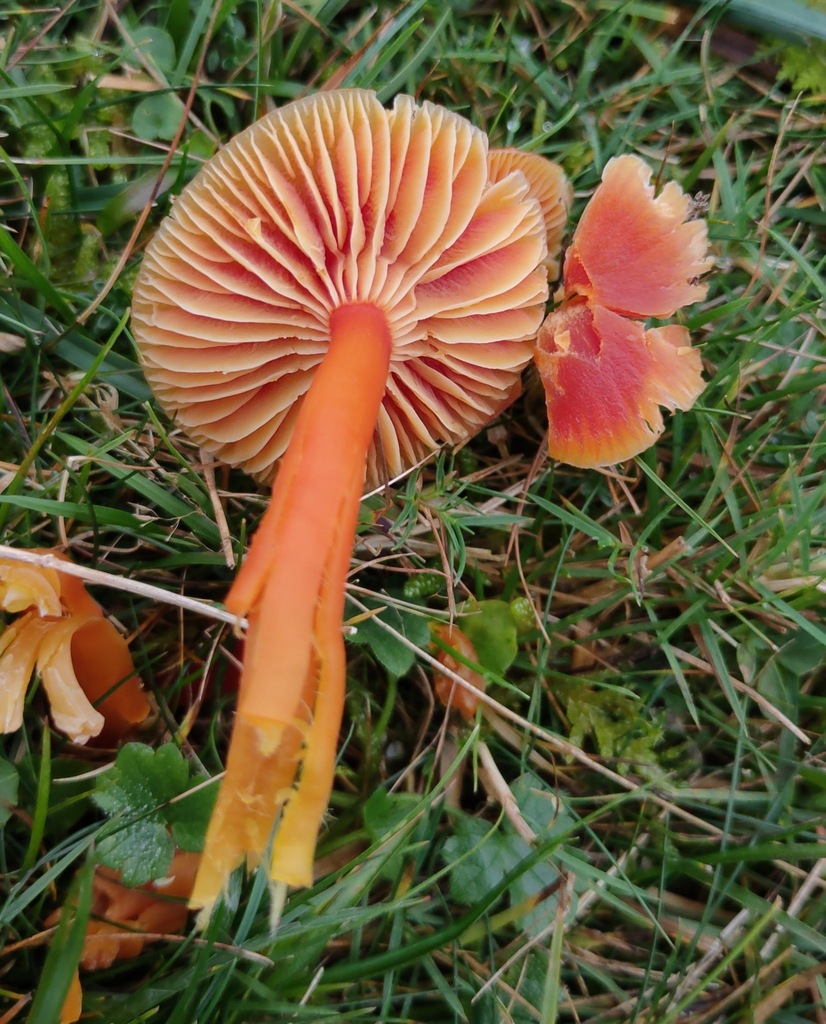 Hygrocybe coccinea · November 2025 · photo: © ben_deed (iNaturalist, cc0)
