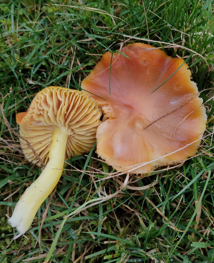 Hygrocybe punicea
